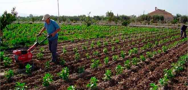 Maduro ordenó reactivar el agro para garantizar producción agrícola nacional