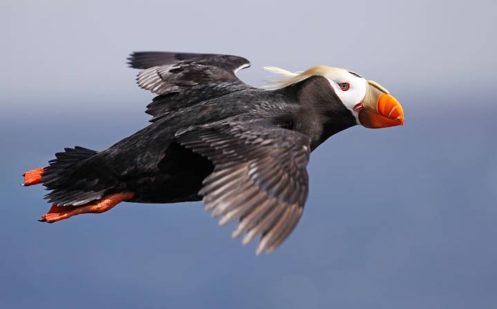 Scientists race to understand why tufted puffins are disappearing from the Pacific Northwest