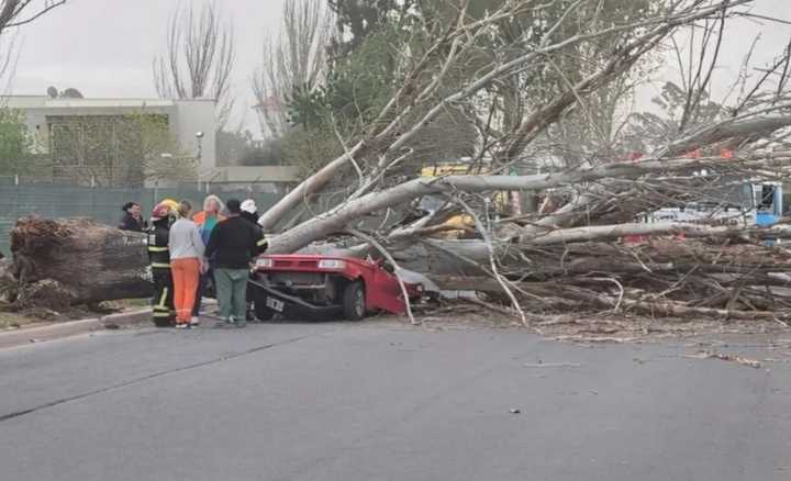 Tragedia en Maipú: un árbol cayó sobre un auto y murió una mujer