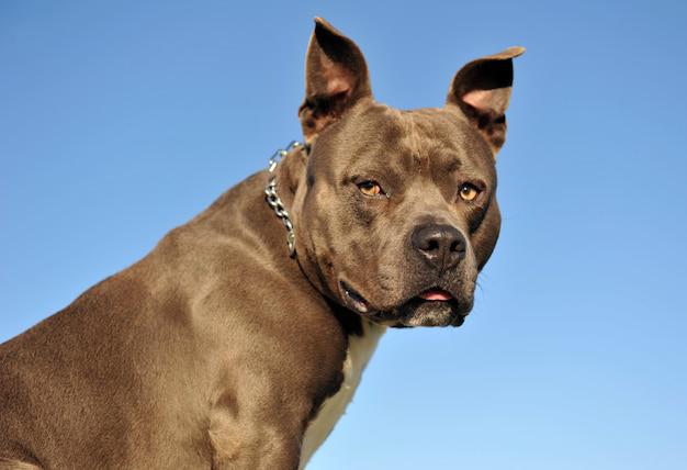 Detienen a dueña de pitbull que atacó a adulta mayor en Iztapalapa; víctima sufrió amputación parcial