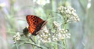 Why are hummingbird numbers declining?