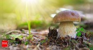 Vitamin D boost: Why one should keep mushrooms in the sun before eating them
