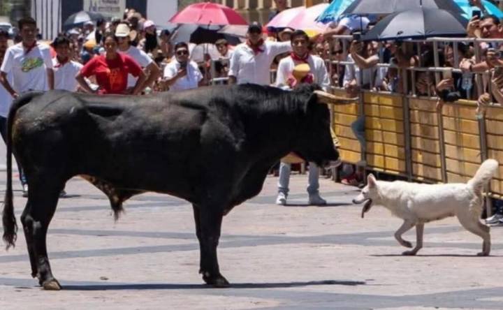 Activistas exigen justicia para “Nube”, perrita que murió corneada por un toro en Aguascalientes; piden cancelar pamplonadas