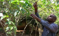 Congo coffee farmers fear war will undo recent gains