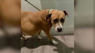 Florida Darling Pup That Everyone Overlooked Still Believes In A Happy Ending