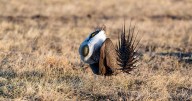 More Sage-Grouse Seen During Spring 2025 Lek Counts
