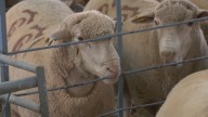 Caja Rural de Extremadura pone a disposición de los ganaderos afectados por Lengua Azul" financiación de 5 millones