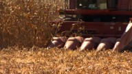 Harvest underway as drought conditions worsen