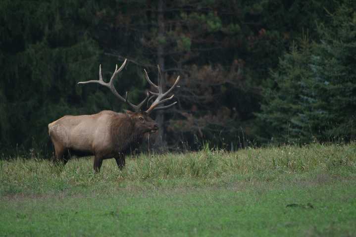 Pennsylvania’s elk herd: Once nearly wiped out, now a thriving wildlife attraction