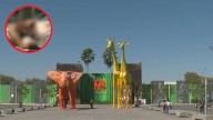 Parques y Vida Silvestre de Nuevo León Asumirá Cuidado de Osa Enferma de Parque La Pastora