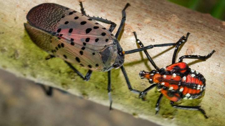 Spotted lanternflies continue to swarm central Ohio
