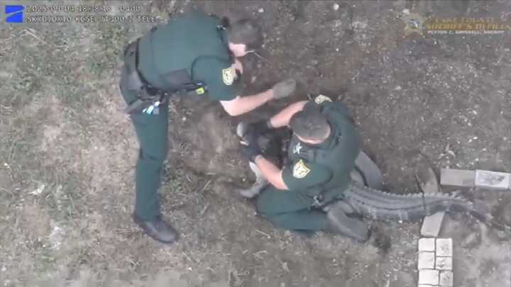 Florida deputies wrangle gator after it was found on woman’s porch