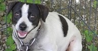 Aiken County Animal Shelter  and he pure pleasure of pitties