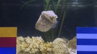 Aquarium of Western Australia cuttlefish predicts AFL grand final winner between Geelong and Brisbane