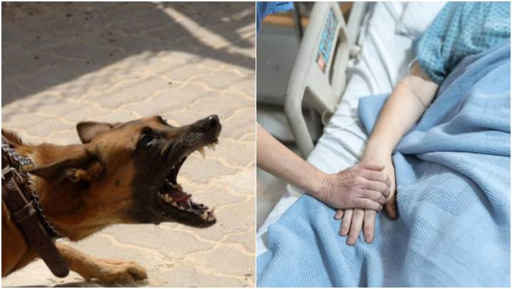 ¿Cuál fue el último caso de rabia humana en México transmitida por un perro?