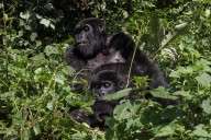 Tourism is helping Uganda’s endangered mountain gorillas make a comeback