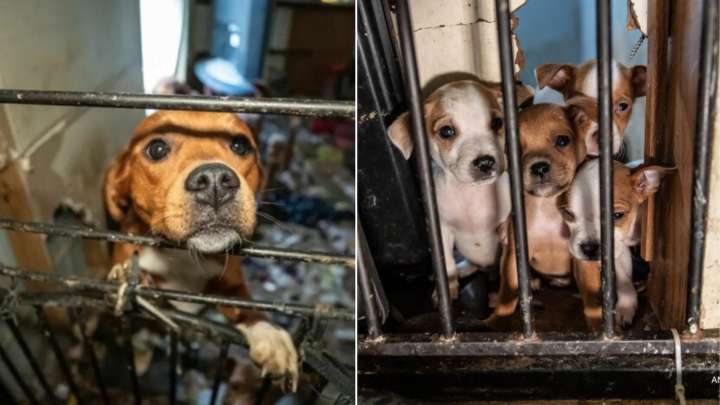 Tennessee Rescue Team Saves 23 Dogs, Including Puppies, From Neglectful Trailer Home Environment