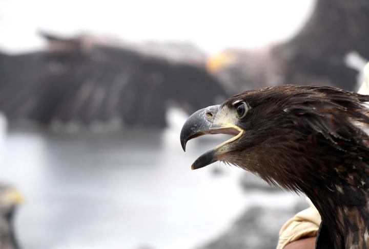 El pigargo europeo, “personaje ambiental de la semana” en Planeta Sostenible