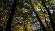 Fall has started in Iowa. See what 3 forecasts say for the season