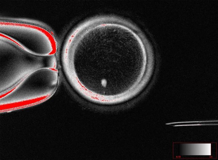 Generan óvulos humanos viables a partir de células de la piel