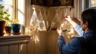 Colgar bolsas llenas de agua y monedas en casa: por qué recomiendan hacerlo y para qué sirve