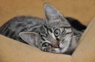 Seminole County’s animal shelter has a list of needs. Here’s how leaders plan to fix them