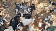 Norfolk SPCA assists in rescuing neglected Tennessee dogs