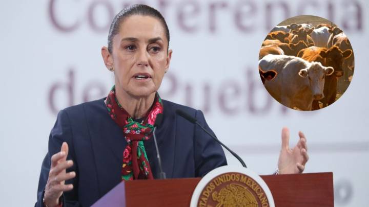 Sheinbaum Negocia con EU adelantar reapertura de la frontera al ganado mexicano