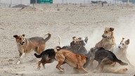 Chamaco sobrevive a voraz ataque de una jauría de perros en Colombia; le arrancaron orejas y brazos
