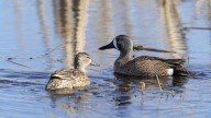 Doug Leier: Game and Fish Department staff explain 2025 waterfowl hunting regulations