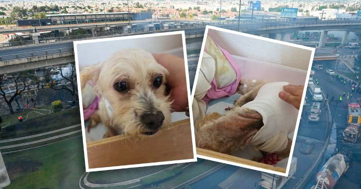 Explosión en Iztapalapa: Mueren 3 de las 5 crías de la perrita sobreviviente; ‘Cereza’ aún lucha por su vida