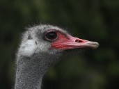 New analysis indicates higher lethality of avian flu at B.C. ostrich farm: CFIA vet