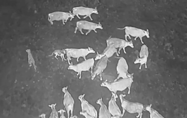 Los drones que reproducen a AC/DC y Scarlett Johansson ayudan a los biólogos a proteger al ganado de los lobos