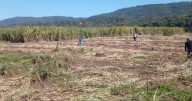 El contrabando de caña de azúcar a Bolivia sigue sin frenos