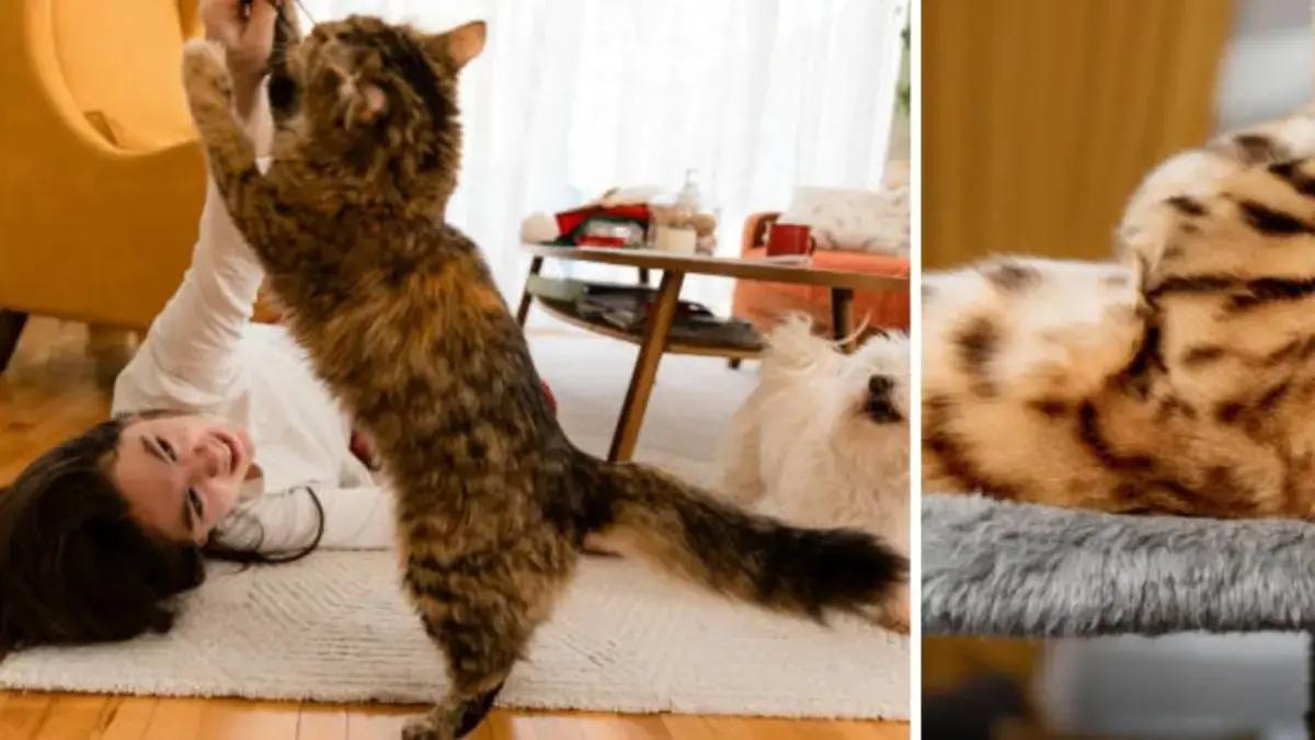 Señales de demencia en gatos: estos son los seis síntomas que todo dueño debe estar atento para ayudar a su mascota