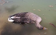 La Junta confirma tres focos de gripe aviar en Doñana y activa el protocolo de prevención para aves silvestres