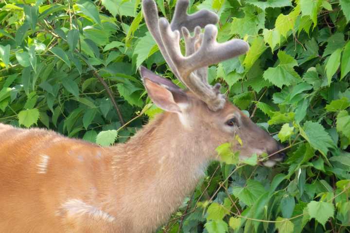 Shaker Heights to add surgical sterilization to deer culling program