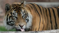 Tiger kills handler in 'accident' at Oklahoma preserve