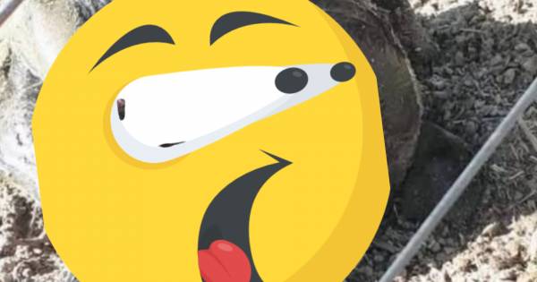 Gritos en una finca salteña: "¡Nació con dos cabezas!"