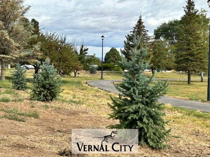 Walking Park Trees Replaced And New Watering System Installed