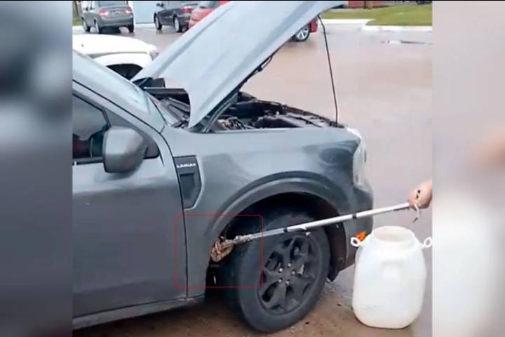 Jóvenes hallaron una yarará dentro de su camioneta cuando volvían de pescar