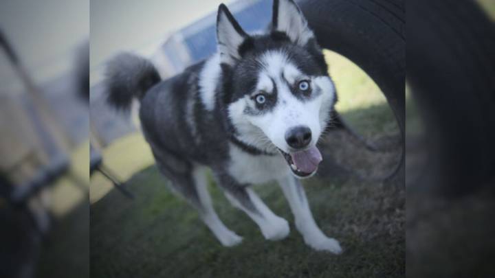 Sibling Huskies Are Stuck In Shelter For Over A Year And The Reason Stuns Washington Rescuers