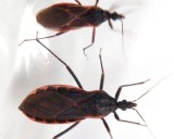 What You Should Know About the ‘Kissing Bug’ Disease