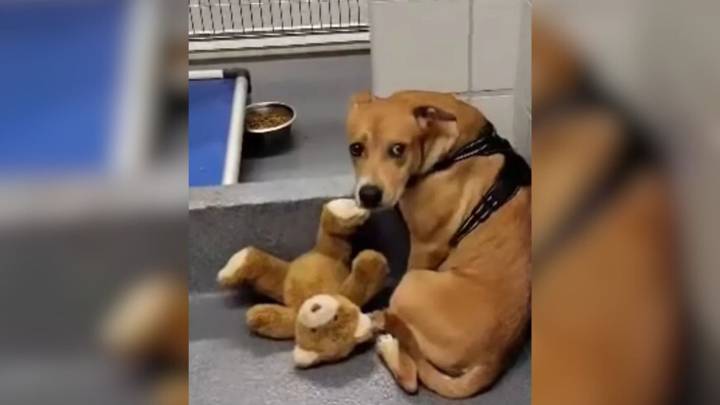 Texas Pup Surrendered To Shelter Finds Solace In Her Worn