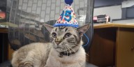 Browser, el gato nombrado bibliotecario oficial y se convirtió en un atractivo para los visitantes