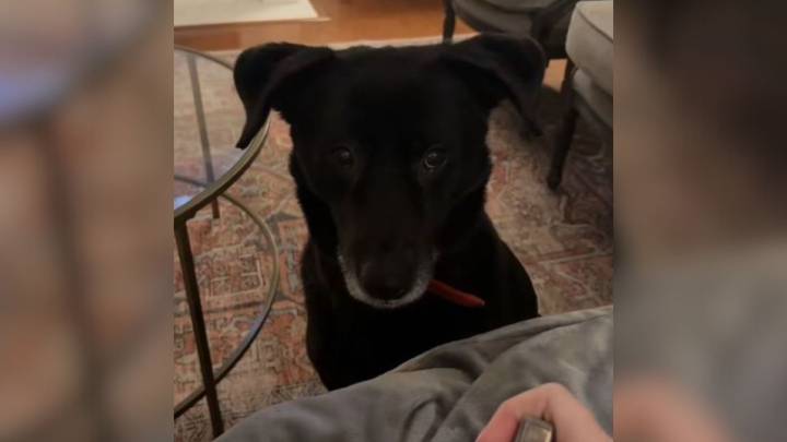 Tennessee Dog Surprises His Owner With A Thoughtful Gesture During Cleaning