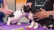 Nine Lives Gala: 'Paw-fect' way to support Seattle animal