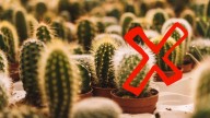Ni cactus ni bambú: las 5 plantas que atraen buena suerte, según el Feng Shui