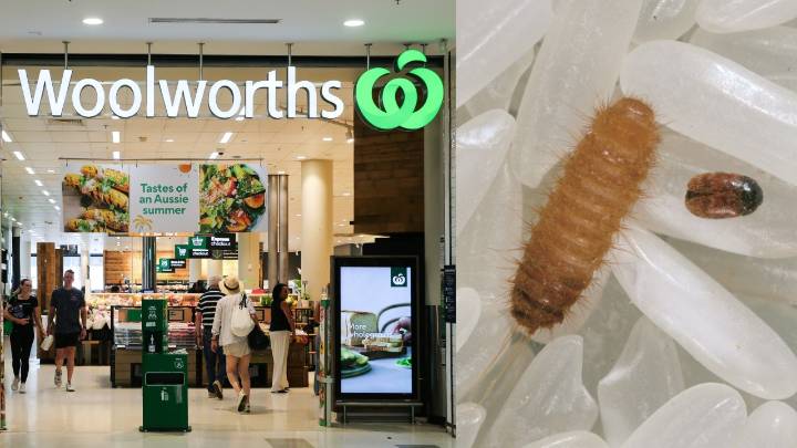 'Serious pest': Invasive beetle larvae found in nappy product sold at Woolworths across Australia sparking investigation