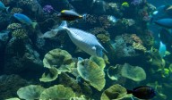 Advierten de la amenaza en aguas canarias de un animal potencialmente invasor: ya está en Tenerife
